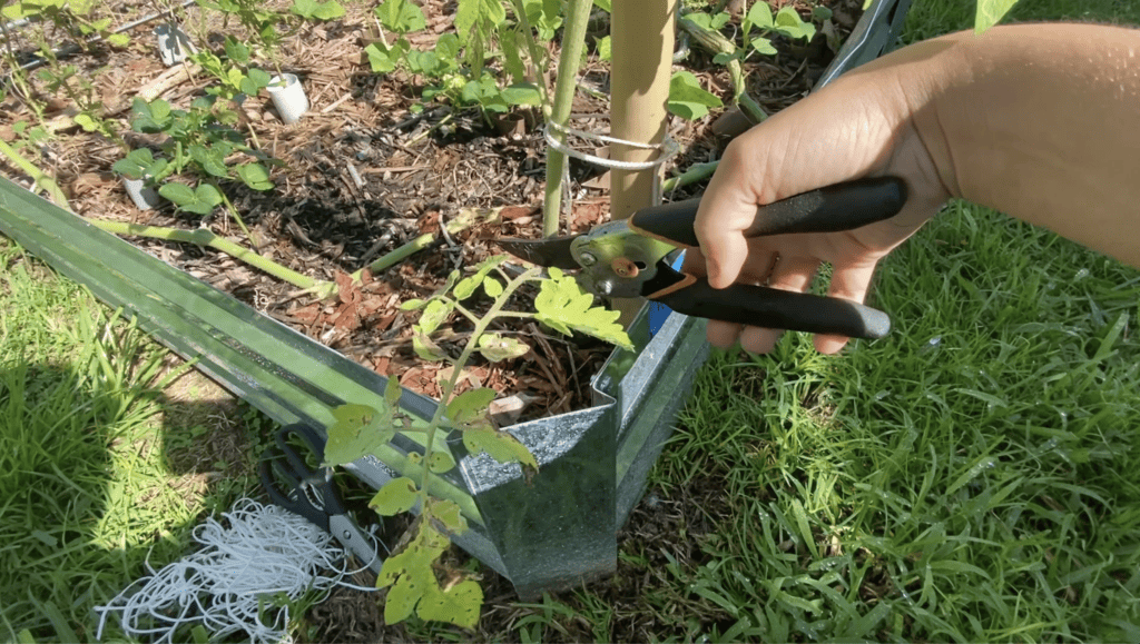 trimming tomato leaves